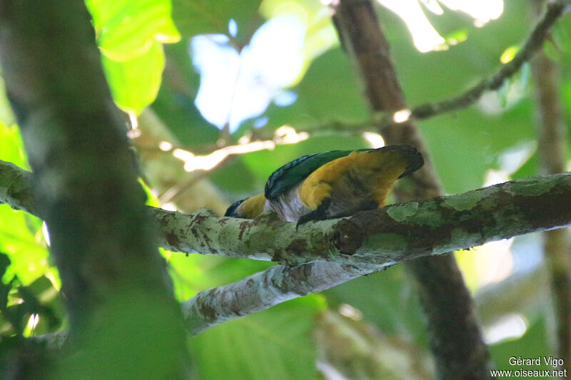 Black-headed Parrotadult