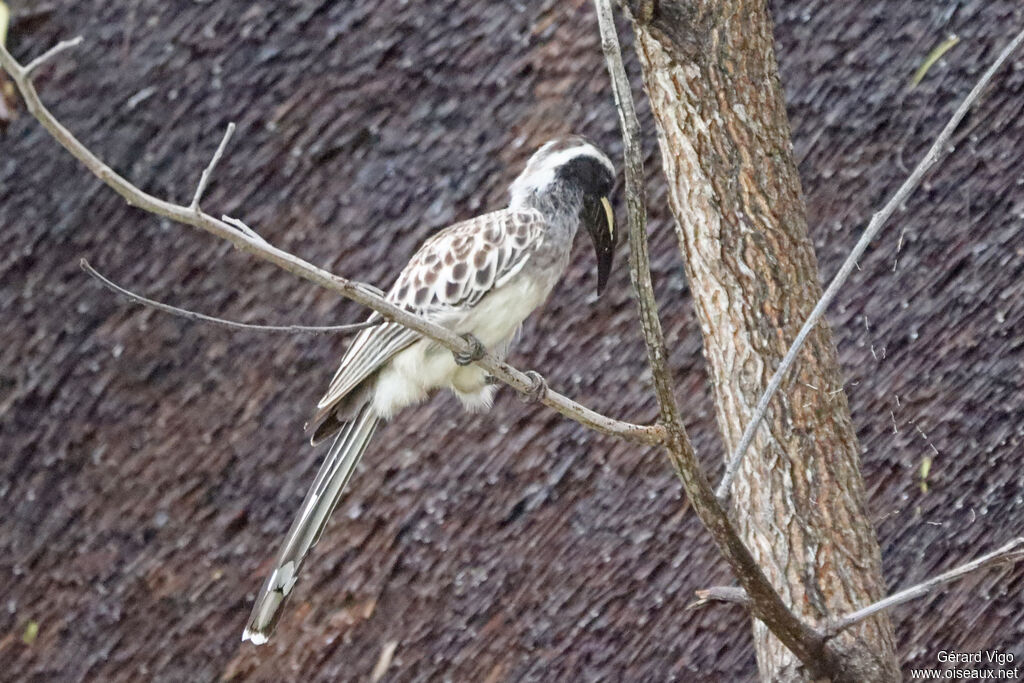 Calao à bec noiradulte