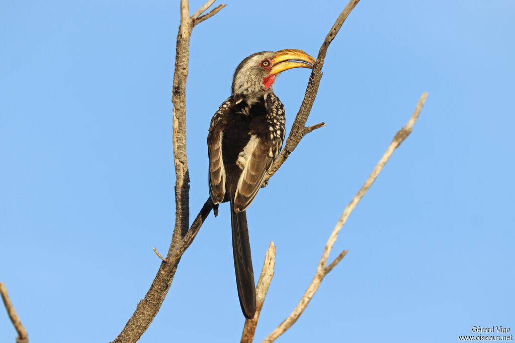 Calao leucomèleadulte