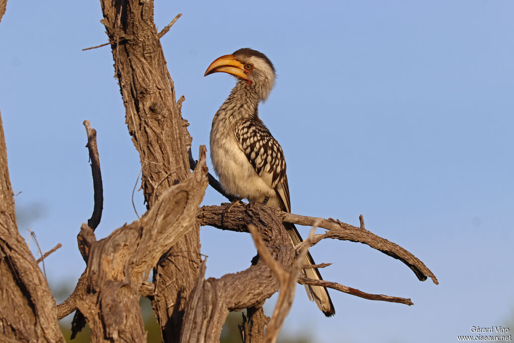 Southern Yellow-billed Hornbill