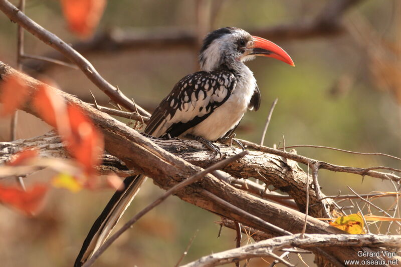 Western Red-billed Hornbilladult