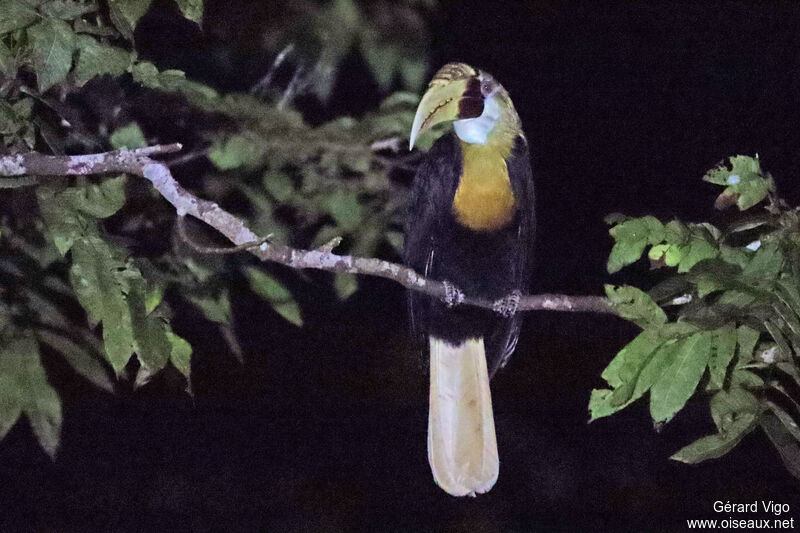 Blyth's Hornbill male adult