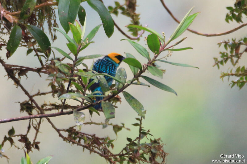 Saffron-crowned Tanageradult