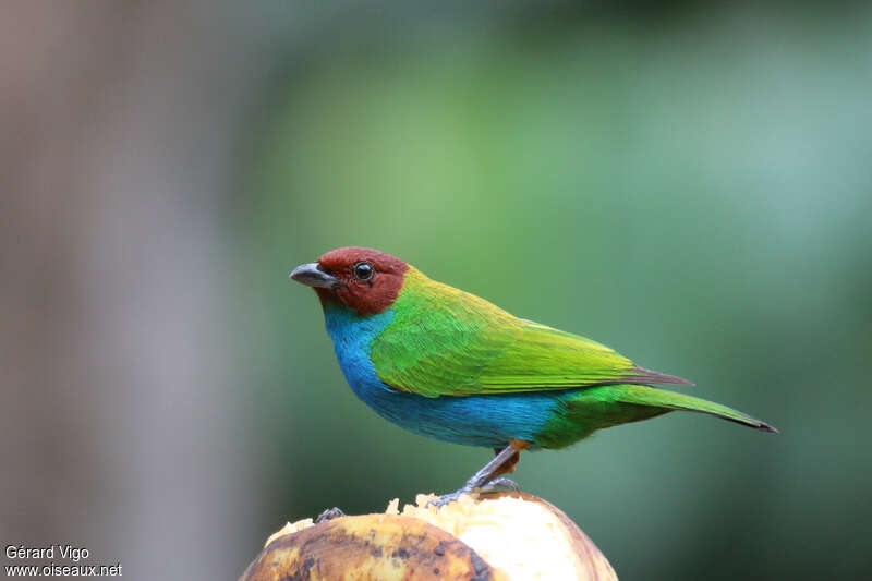 Calliste rouverdinadulte, identification