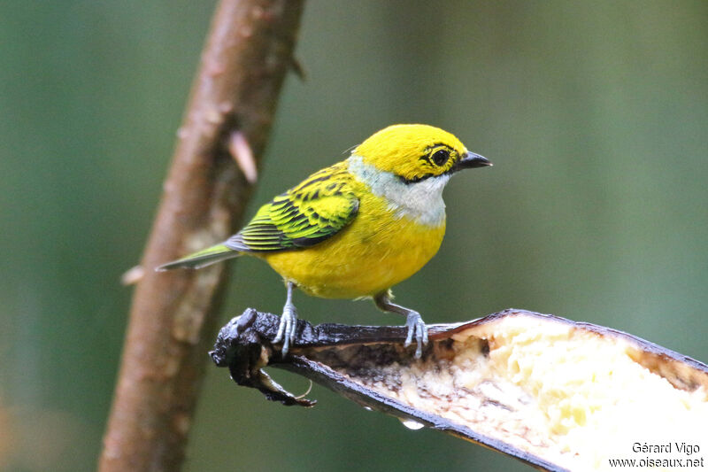 Silver-throated Tanageradult