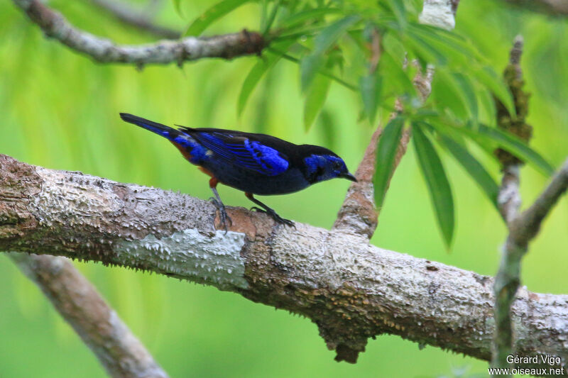 Opal-rumped Tanageradult