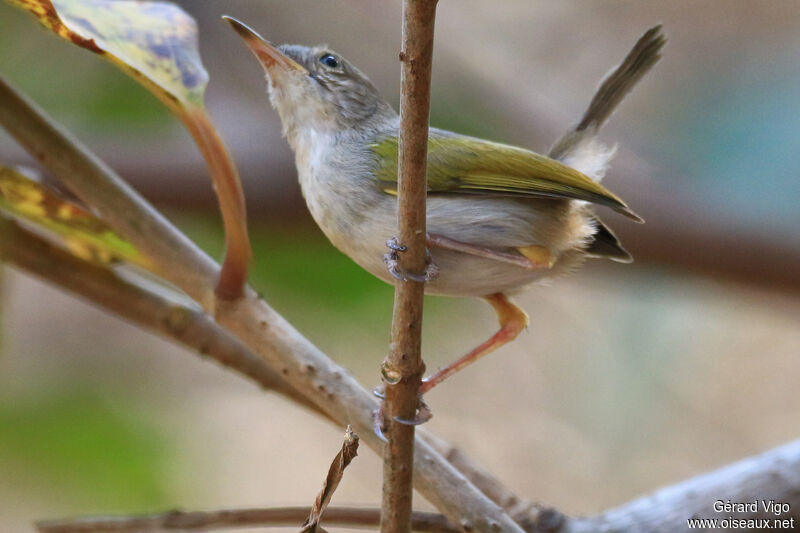 Green-backed Camaropteraadult