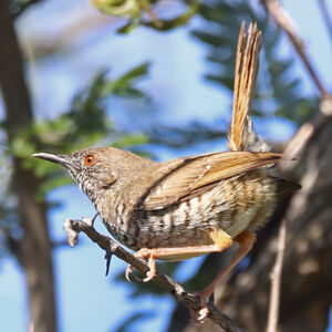 Camaroptère barrée