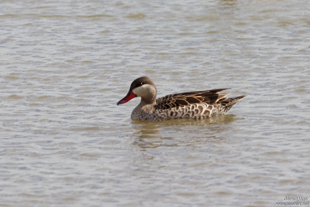 Canard à bec rougeadulte