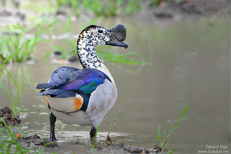 Canard à bosse mâle adulte