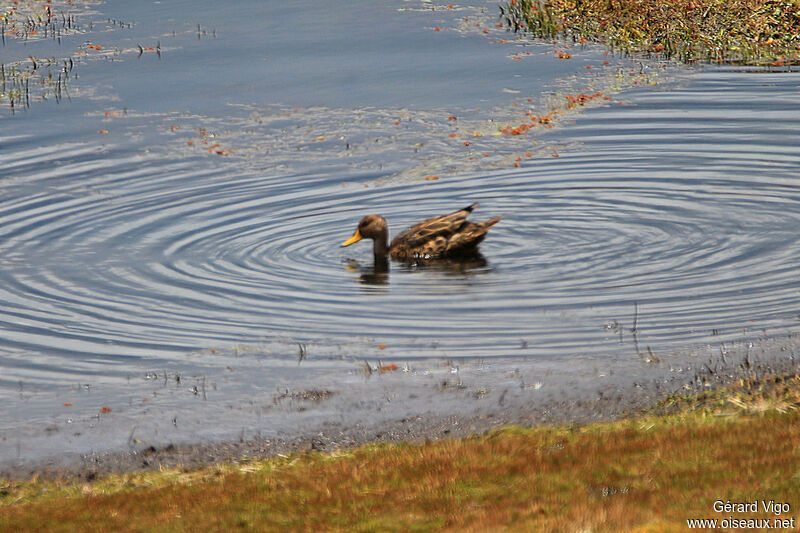 Yellow-billed Pintailadult