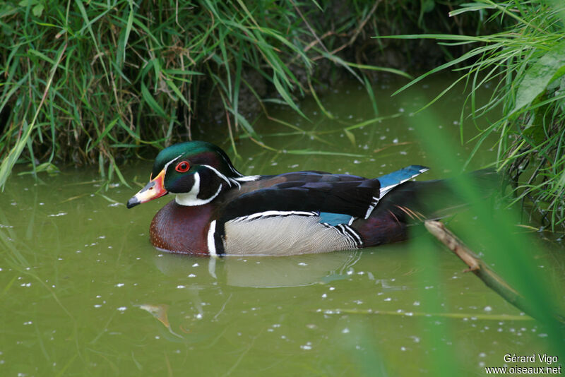 Canard carolin mâle adulte