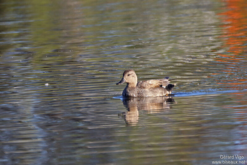 Gadwall male adult