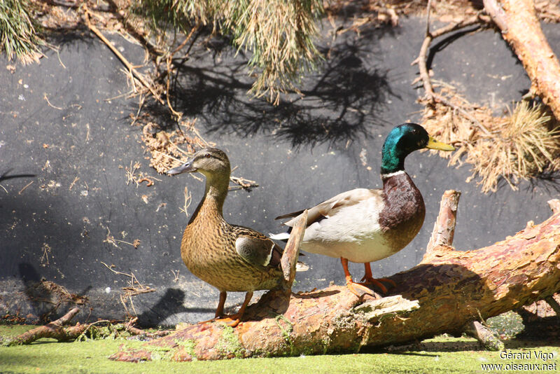 Canard colvert adulte