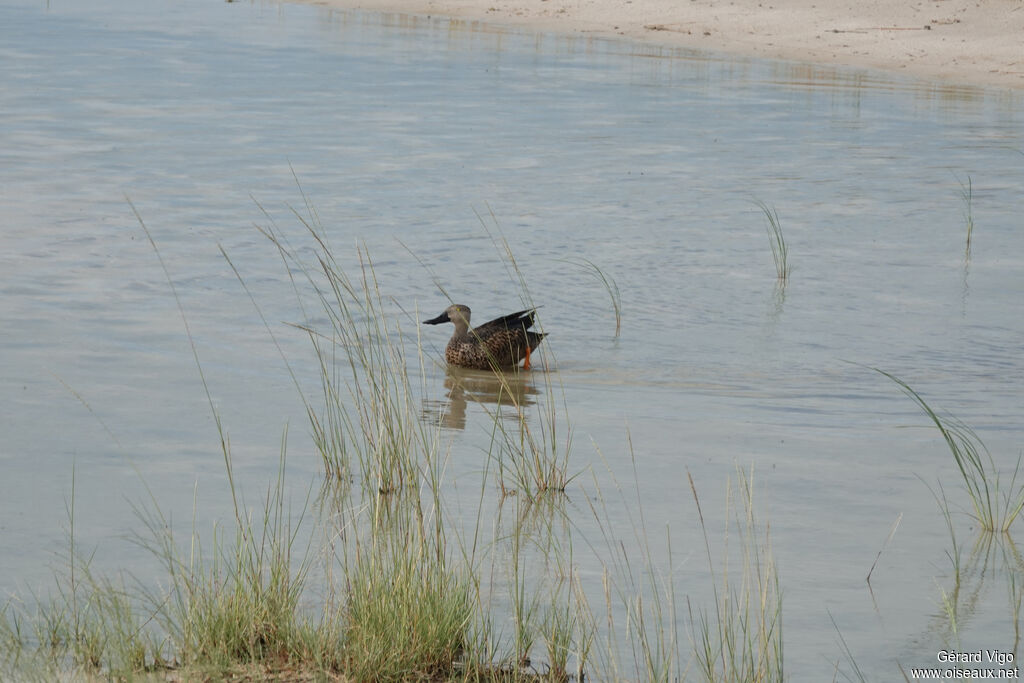 Canard de Smith