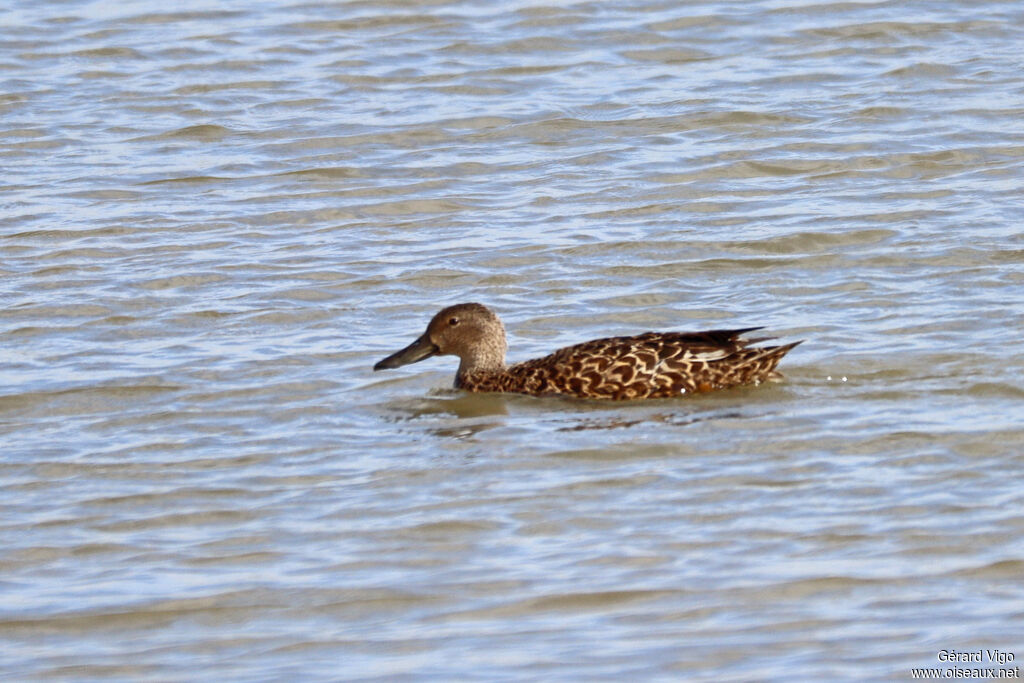Canard de Smith
