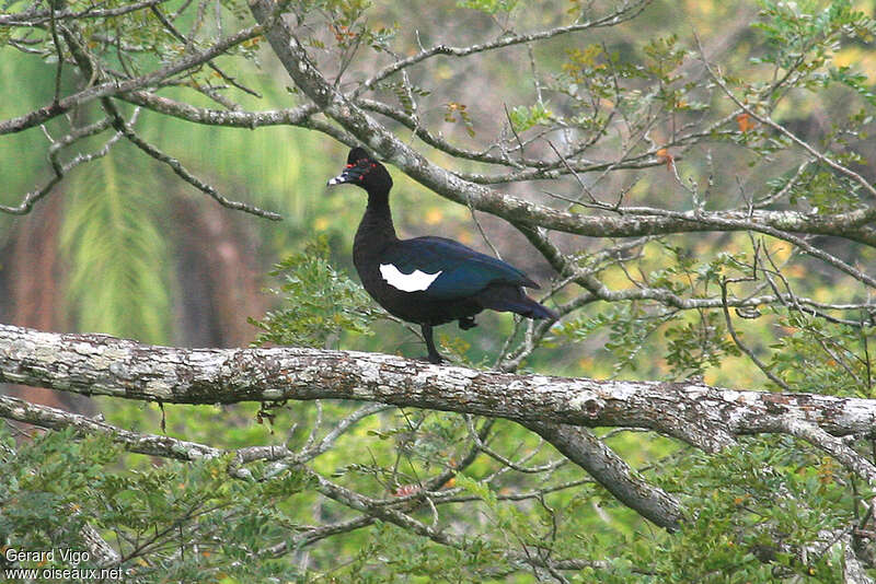 Canard musqué mâle adulte, identification, pigmentation, Comportement