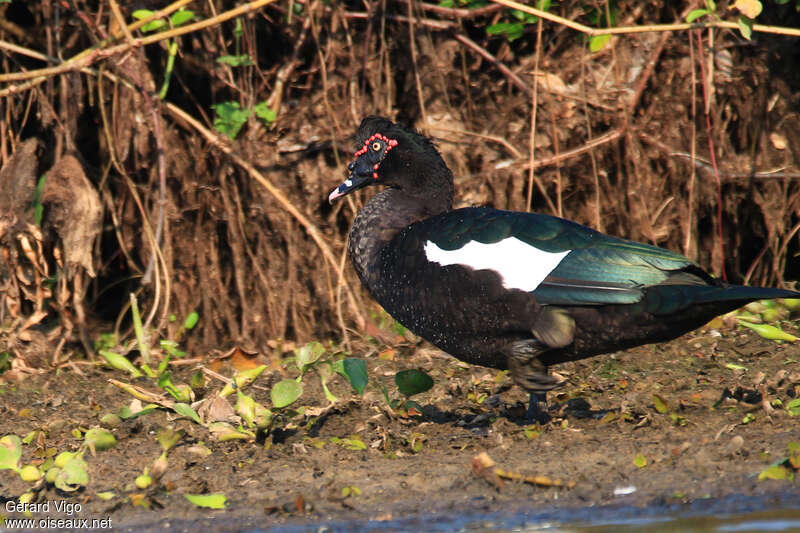 Canard musqué mâle adulte, identification