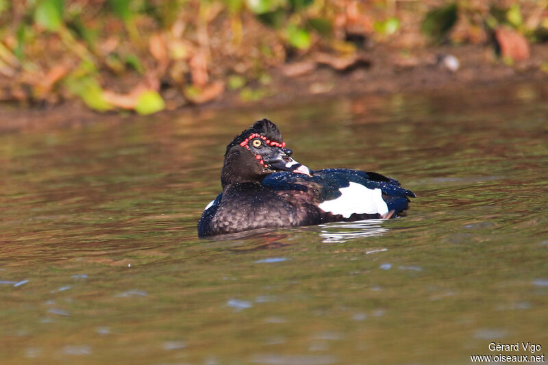 Canard musquéadulte