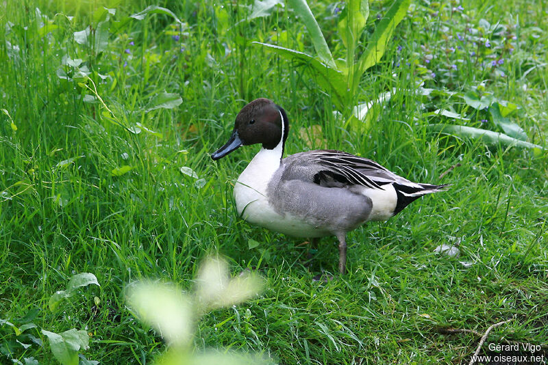 Northern Pintail male adult