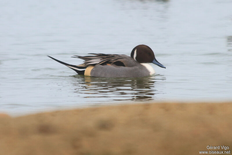 Canard pilet mâle adulte