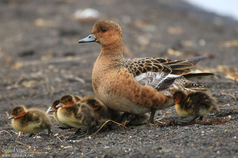 Canard siffleur, Nidification