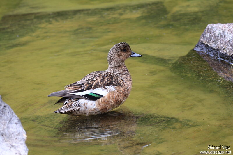 Canard siffleur femelle adulte