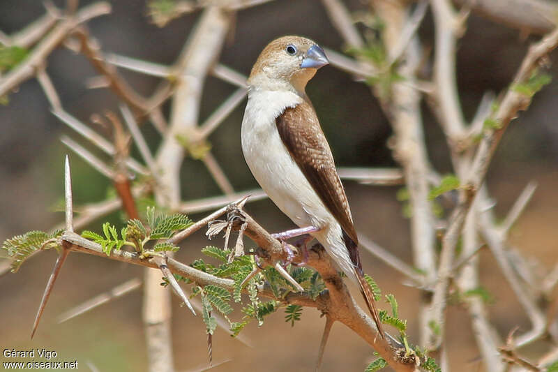 African Silverbilladult, identification