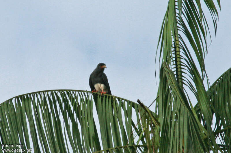 Caracara à gorge rougeadulte, habitat, pigmentation