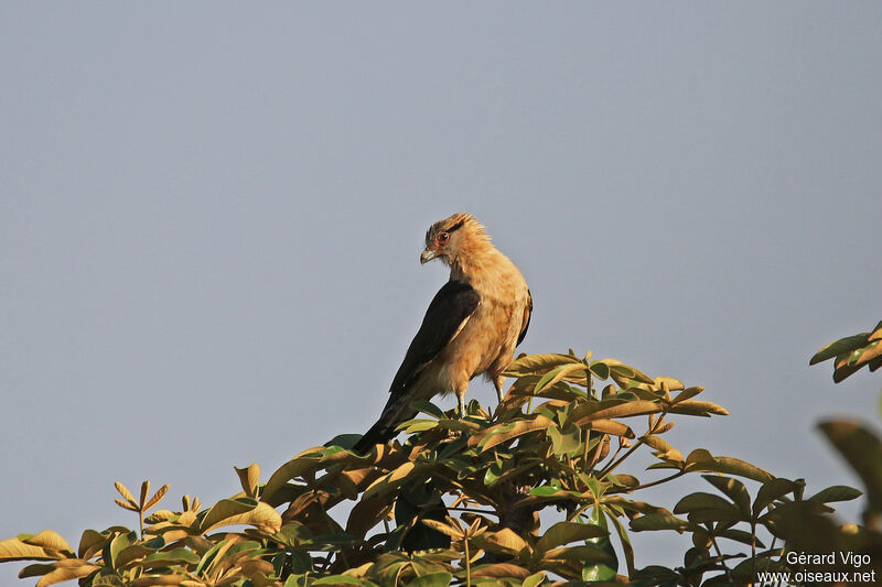 Caracara à tête jauneadulte