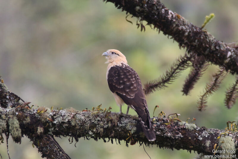 Caracara à tête jauneadulte