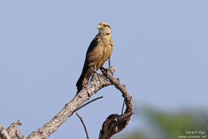 Caracara à tête jauneadulte