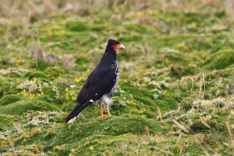 Carunculated Caracaraadult, habitat, pigmentation