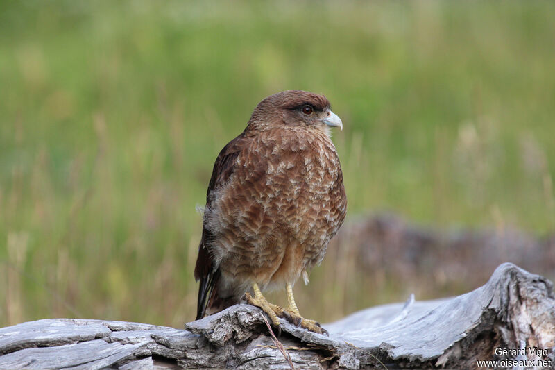 Chimango Caracaraadult