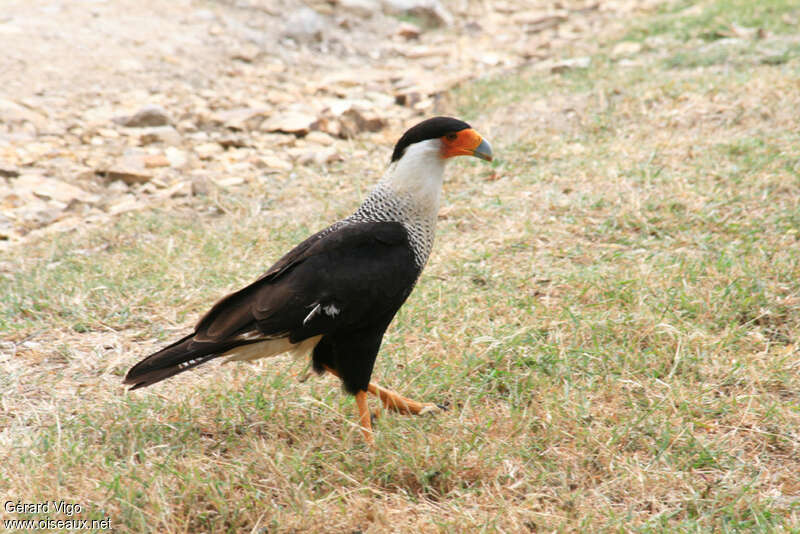 Crested Caracara (cheriway)adult, pigmentation, walking