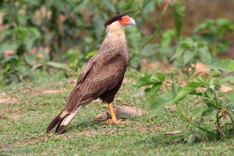 Caracara huppéadulte, identification