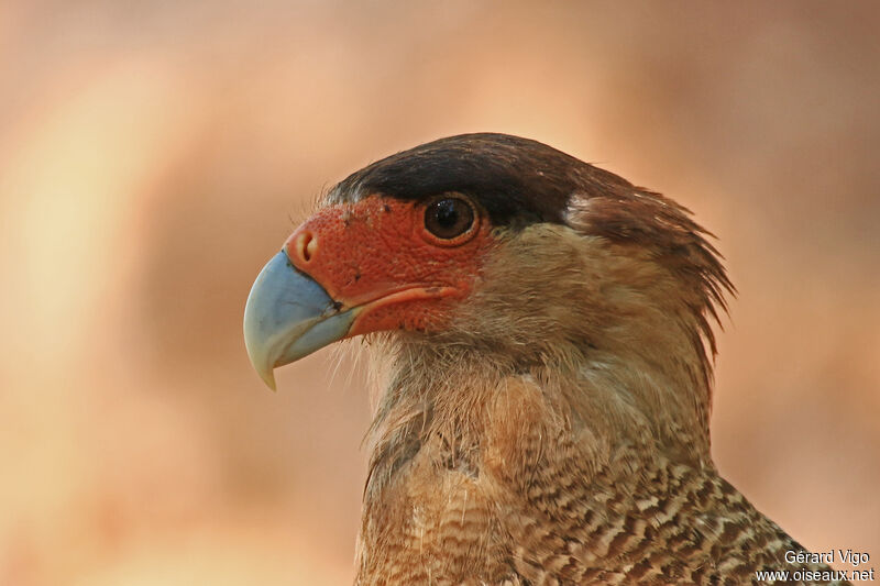 Caracara huppéadulte, portrait