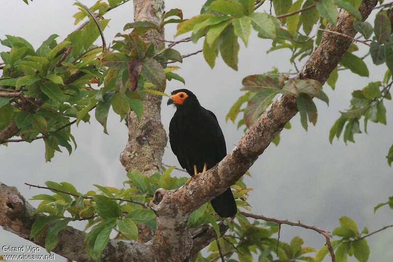 Caracara noiradulte, habitat, pigmentation