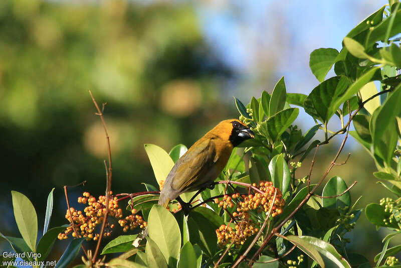 Cardinal à ventre blancadulte, habitat, régime