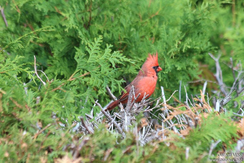 Cardinal rouge mâle adulte