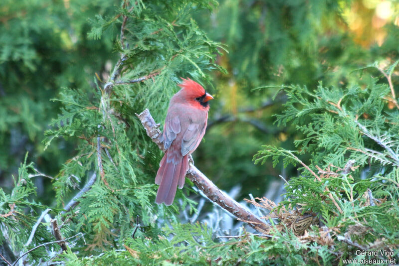 Cardinal rouge mâle adulte