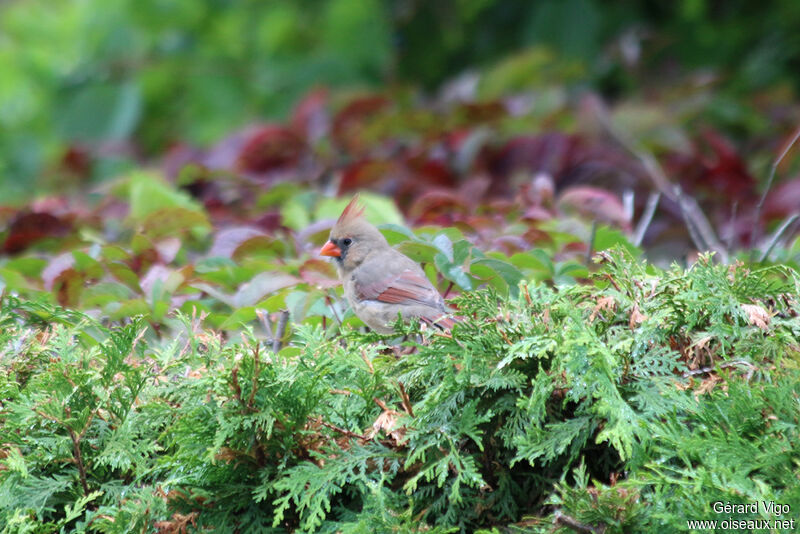 Northern Cardinal female adult