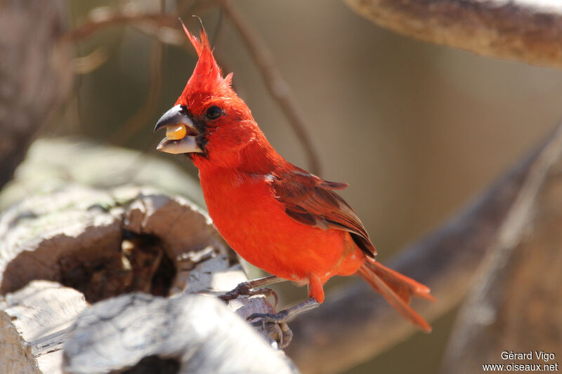 Cardinal vermillon mâle adulte