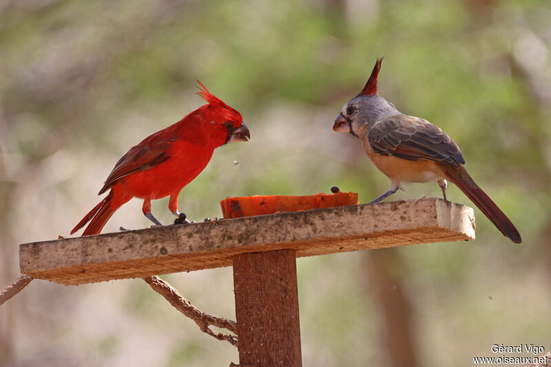 Cardinal vermillon