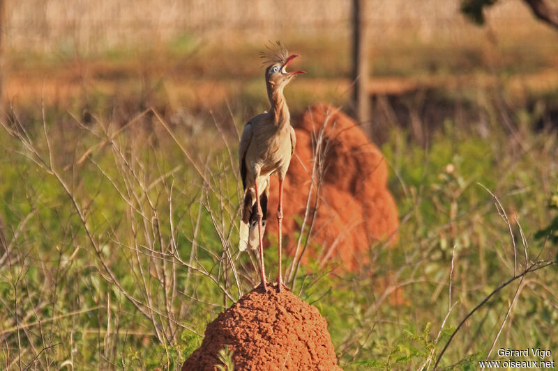 Cariama huppéadulte