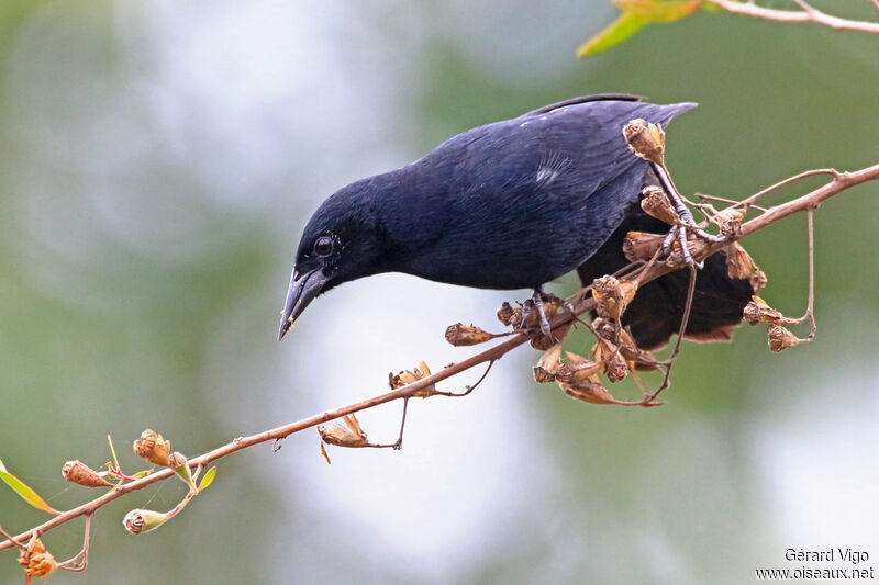 Unicolored Blackbird male adult