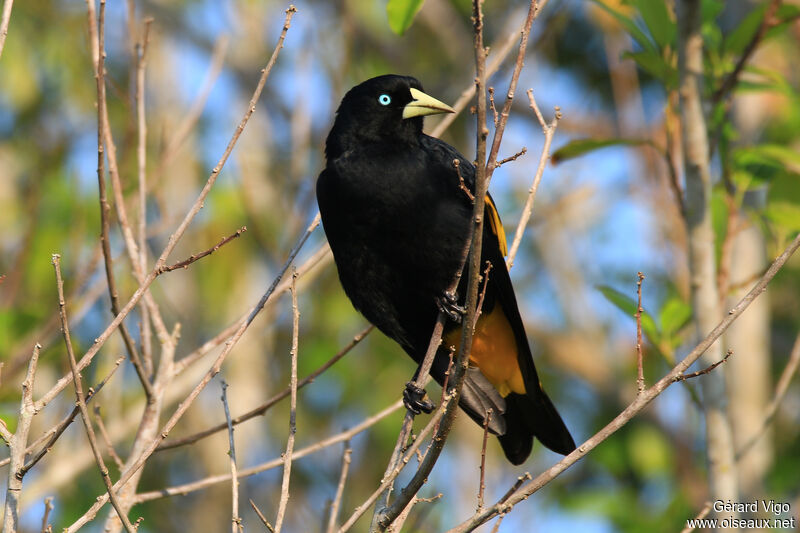 Yellow-rumped Caciqueadult