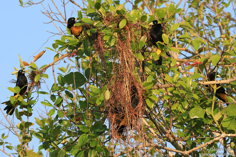 Yellow-rumped Caciqueadult, Reproduction-nesting