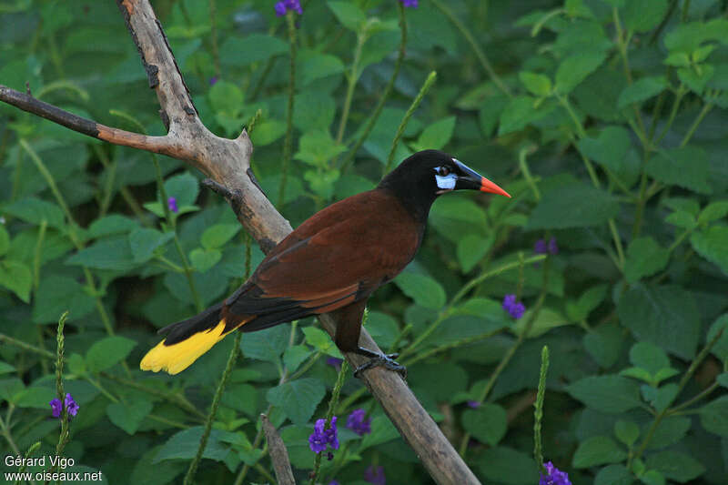 Montezuma Oropendolaadult, identification