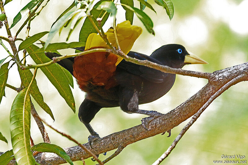 Crested Oropendolaadult